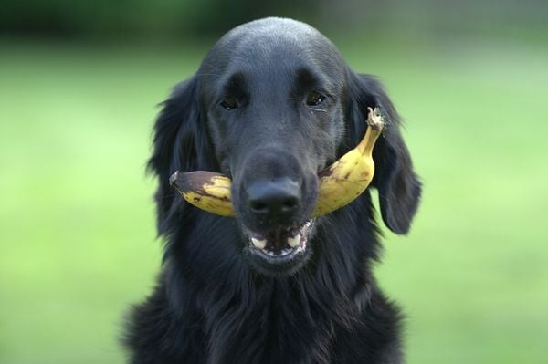 Cachorro comendo banana