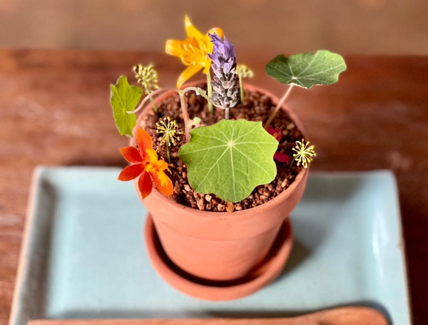 Jardim da Moreninha, sobremesa do restaurante Cafe Haus, em Santa Teresa