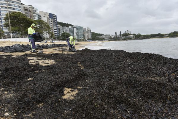Agentes da Prefeitura de Vila Velha retiraram sacolas de resíduos orgânicos da Praia da Sereia por Ricardo Medeiros
