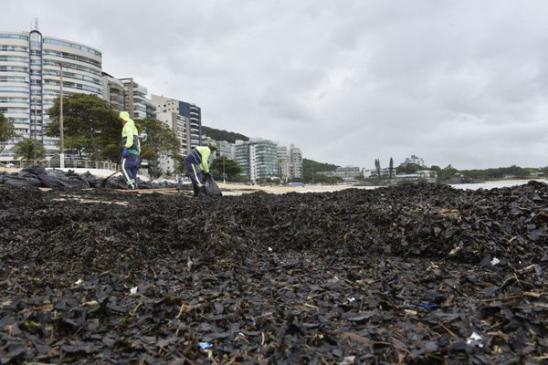 Agentes da Prefeitura de Vila Velha retiraram sacolas de resíduos orgânicos da Praia da Sereia por Ricardo Medeiros