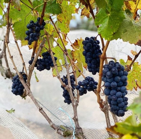 Uvas da vinícola Carrereth, na região de Pedra Azul
