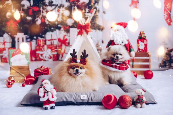 7 dicas de presentes natalinos para o seu pet | A Gazeta