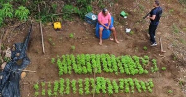 Homem de 44 anos foi preso por cultivar maconha em Viana