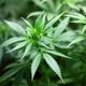Imagem - Drogas devem ser legalizadas no Brasil?