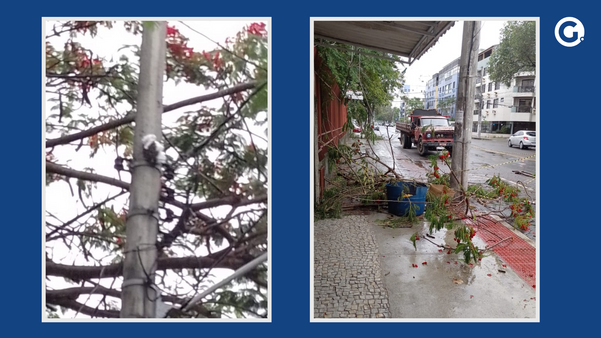 À esquerda, o poste onde está o enxame de abelhas; à direita a árvore que foi cortada nessa sexta-feira (26) em Jardim da Penha