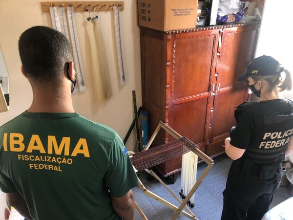 PF mira exploração ilegal de pau-brasil com lucro milionário no ES por Polícia Federal