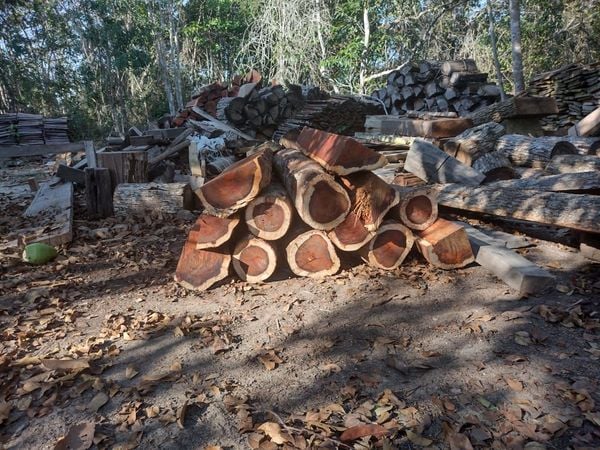 PF mira exploração ilegal de pau-brasil com lucro milionário no ES por Polícia Federal