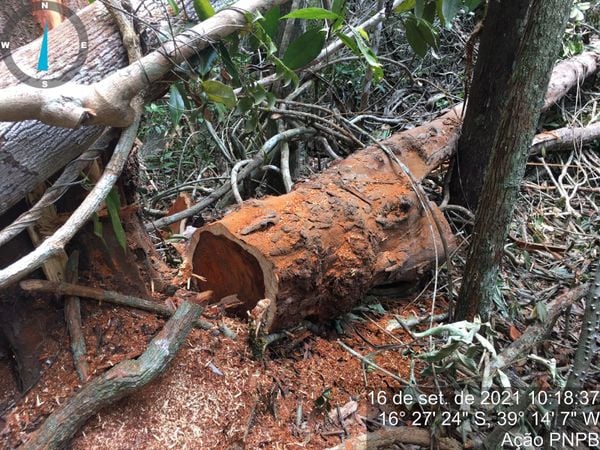 PF mira exploração ilegal de pau-brasil com lucro milionário no ES por Polícia Federal