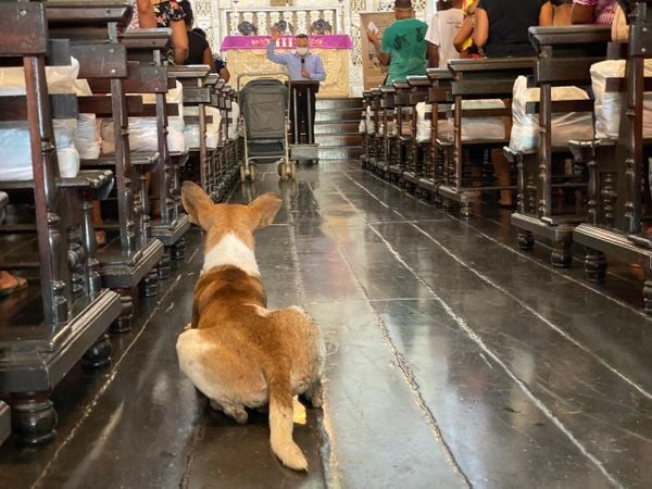 O cão acompanhando atentamente a oração proferida pelo padre