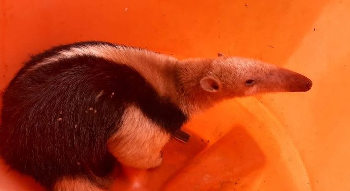 Animal apareceu em uma residência na localidade de Leonel, zona rural do município, nesta quinta-feira (2). O mamífero foi solto em uma área de reserva
