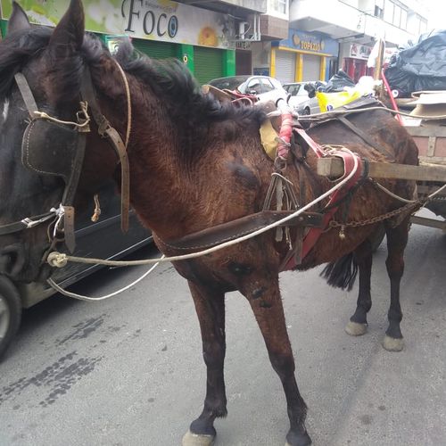 Vila Velha proíbe veículos puxados por animais