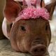 Imagem - Lili: a porquinha vendida como mini pig que ultrapassou 100 kg no ES