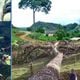 Imagem - Morte de árvore centenária comove comunidade no ES e vira filme