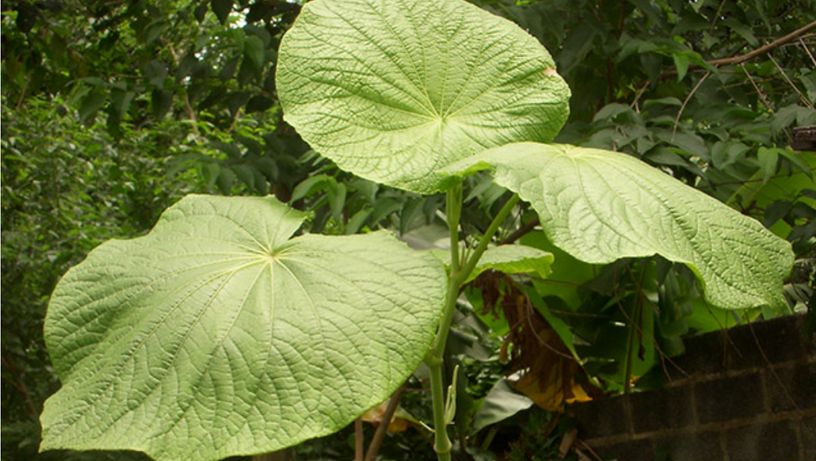A capeba é uma planta encontrada principalmente na região Sudeste do Brasil e no sul da Bahia. 