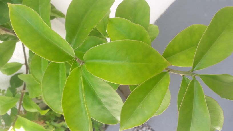 A ora-pro-nóbis é uma planta bastante utilizada por vegetarianos pelo seu alto poder nutricional