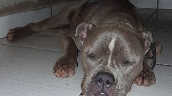 Arya, uma cachorrinha da raça American Bully, se perdeu enquanto era transportada por um "táxi dog" em uma parada na cidade de Chapada da Natividade, no Tocantins, no dia 23 de outubro. Ela foi encontrada no último sábado (4) e se recupera bem