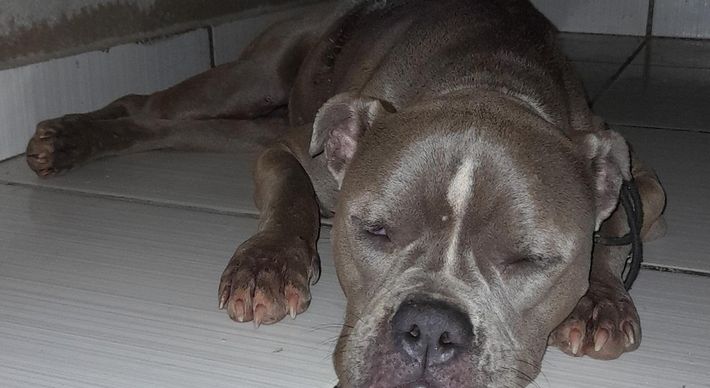Arya, uma cachorrinha da raça American Bully, se perdeu enquanto era transportada por um 'táxi dog' em uma parada na cidade de Chapada da Natividade, no Tocantins, no dia 23 de outubro. Ela foi encontrada no último sábado (4) e se recupera bem