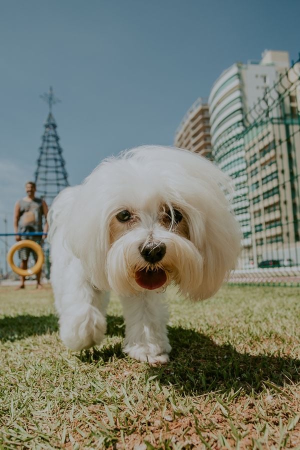 Praça do Ciclista ganha espaço para crianças, pets e academia em Vila Velha por Adessandro Reis