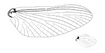 Asa dianteira do Thraulodes alegre, em destaque; e a asa traseira, em menor tamanho, à direita(Reprodução)