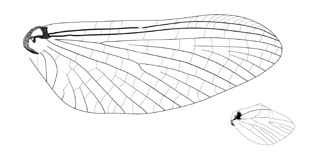 Asa dianteira do Thraulodes alegre, em destaque; e a asa traseira, em menor tamanho, à direita