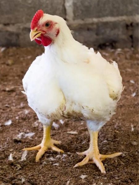 Imagens divulgadas pela companhias de alimentos BRF, mostra um frango 