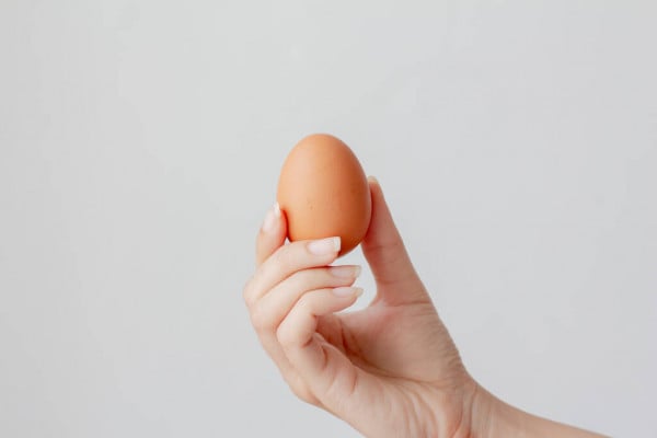 Os ovos que são comercializados não estão fecundados, por isso não produziriam pintos.