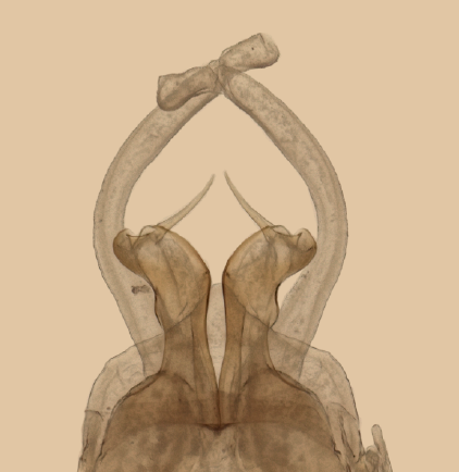 Visão ventral do Thraulodes alegre por Reprodução