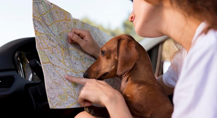 Antes de viajar com seu pet de carro, de ônibus ou de avião, é muito importante saber quais são as exigências para cada meio de transporte. Além disso, vale ficar atento a detalhes para que o bichinho não sofra no percurso