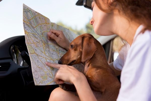 Cuidados nas viagens com os pets