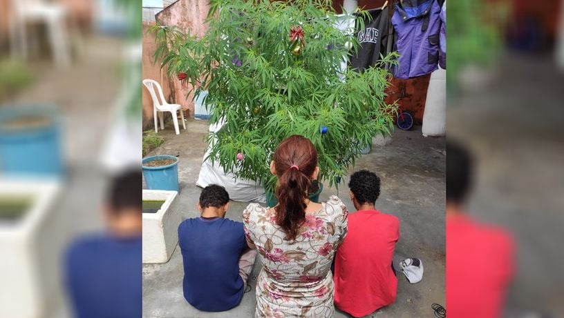 PM flagrou árvore de Natal de maconha na Serra em 2019