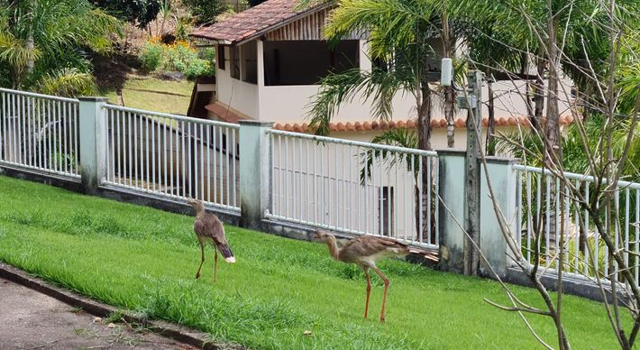 A família Altoé Duarte mora no centro da cidade, mas há mais de um ano recebe a visita do casal de aves, que não sente medo e se aproxima de todos os moradores da casa. Agora, as visitantes inusitadas fizeram até um ninho no pé de mexerica no meio do cafezal