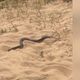 Imagem - Banhista é picado por cobra após pegar animal no mar da Praia da Costa