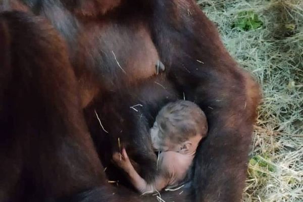 Filhote de gorila morre em zoológico de Belo Horizonte após queda