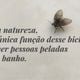 Imagem - "Mosquito de banheiro": de onde saem e por que aparecem?