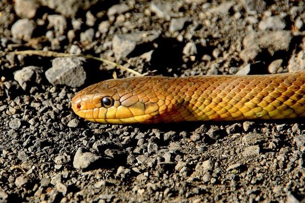 Cobra