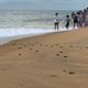 Imagem - Vídeo mostra filhotes de tartarugas indo para o mar em praia de Anchieta
