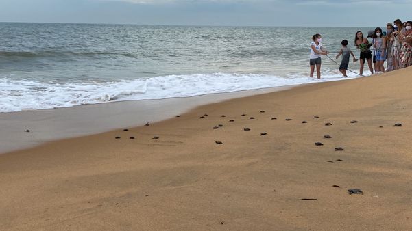Filhotes de tartarugas marinhas são soltos em praia de Anchieta
