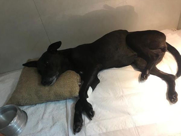 A vira-lata Pretinha continua em recuperação na clínica veterinária, um pouco mais magra após tantos dias internadas. É um tratamento longo 
