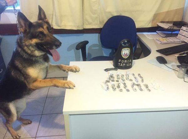 A PM prendeu mais de 230 pessoas e apreendeu mais de 600 kg de drogas em operações com cães no ES em 2021 por Divulgação/PMES