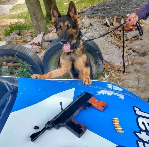 A PM prendeu mais de 230 pessoas e apreendeu mais de 600 kg de drogas em operações com cães no ES em 2021 por Divulgação/PMES