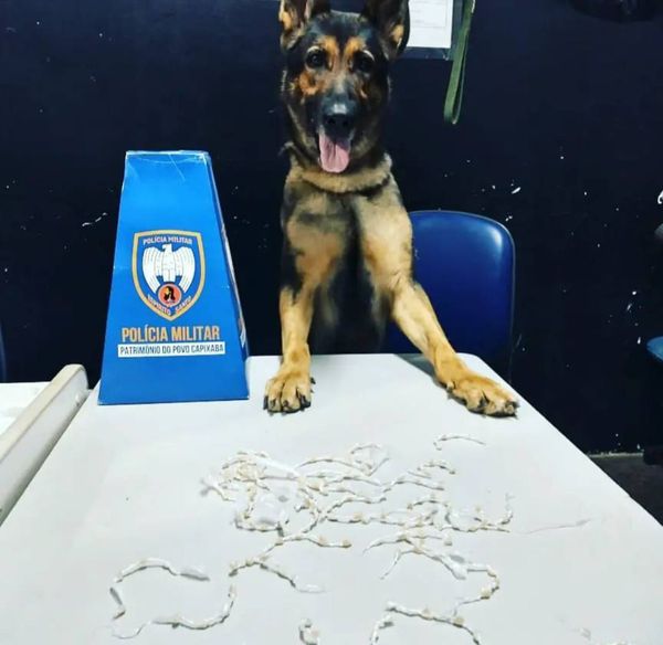 A PM prendeu mais de 230 pessoas e apreendeu mais de 600 kg de drogas em operações com cães no ES em 2021 por Divulgação/PMES