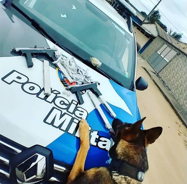 A PM prendeu mais de 230 pessoas e apreendeu mais de 600 kg de drogas em operações com cães no ES em 2021 por Divulgação/PMES