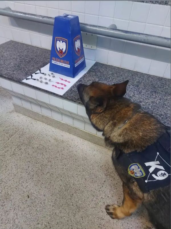 A PM prendeu mais de 230 pessoas e apreendeu mais de 600 kg de drogas em operações com cães no ES em 2021 por Divulgação/PMES