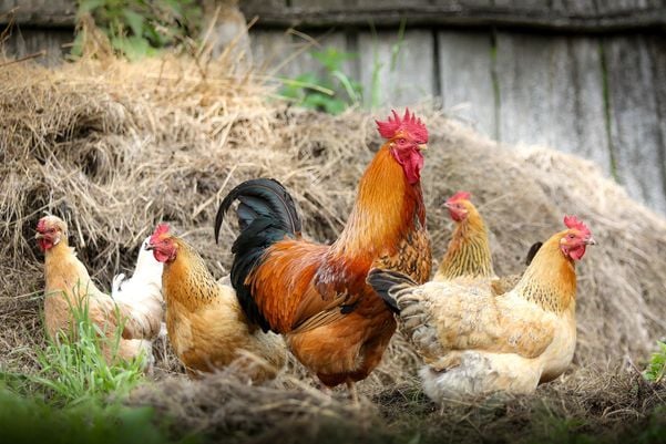 Organização Mundial alerta para risco de variantes da gripe aviária