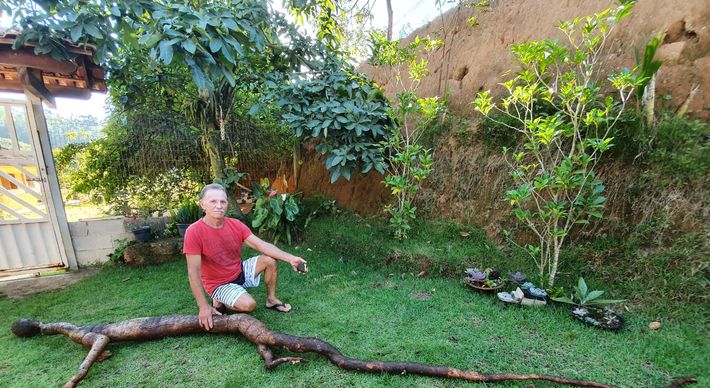 Já é a segunda vez que a raiz chama atenção devido ao tamanho no sítio do agricultor José Vicentini, na comunidade de Piraí. Em 2003, ele colheu uma mandioca de 40 kg