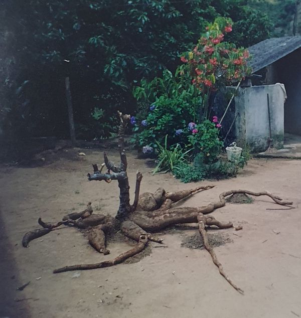 Em 2003, um pé de mandioca de 103 kg foi retirado do sítio, em Vargem Alta por Arquivo pessoal