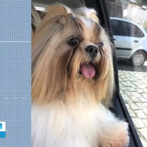 O cãozinho morreu em um pet shop da capital alagoana, onde havia sido levado para ser tosado. Câmeras registraram ele sendo violentado