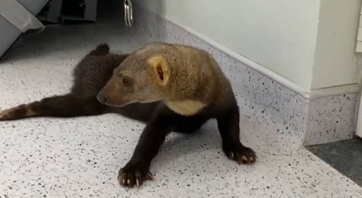 O animal, que tinha dificuldades de locomoção, foi atacado por outro da mesma espécie em uma parque zoológico no interior de São Paulo