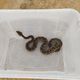 Imagem - Cheia do Rio Doce potencializa aparições de cobras em Regência