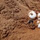 Imagem - Ovos de tartarugas são vandalizados em praia da Serra